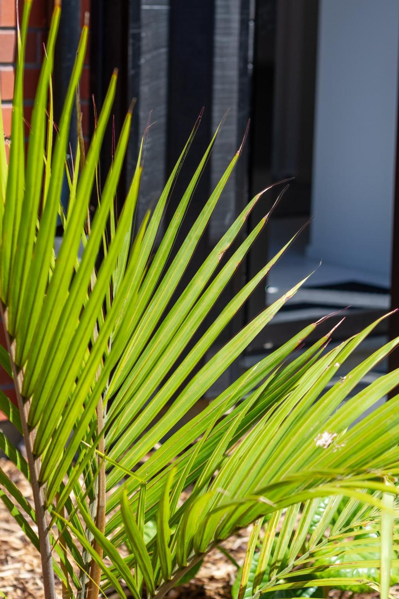 Chic 2-Bed Gem: Trust Arena Proximity - West Akl Lägenhet Auckland Exteriör bild
